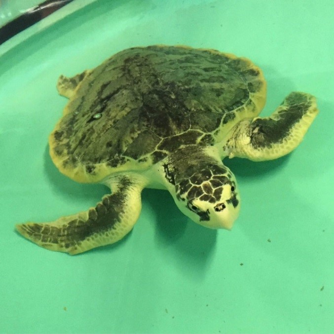 Fin’s Journey So Far - Network for Endangered Sea Turtles