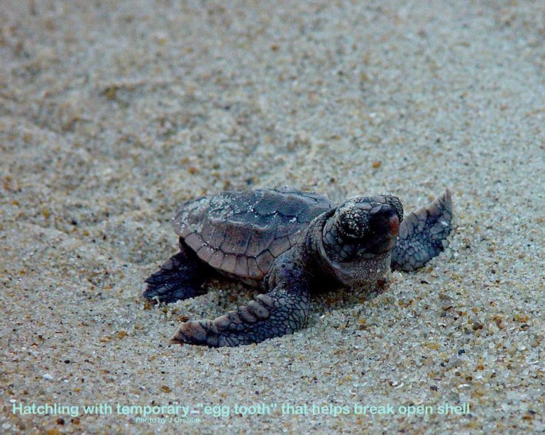 JO Egg tooth - Network for Endangered Sea Turtles