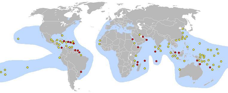 Where Are Hawksbill Sea Turtles Found