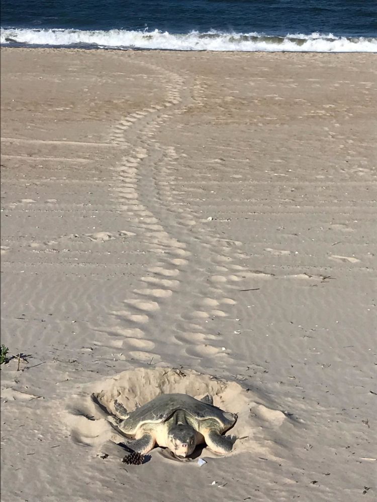 Outer Banks Active Sea Turtle Nest Status - NEST, OBX NC