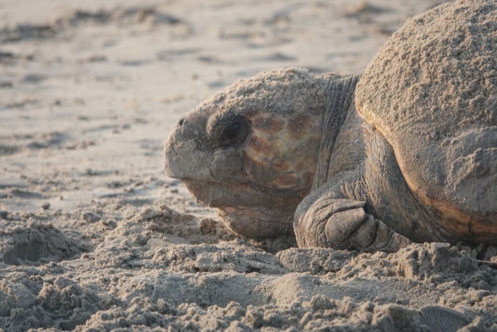 Outer Banks Active Sea Turtle Nest Status - NEST, OBX NC