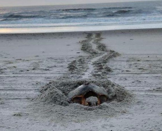 Outer Banks Active Sea Turtle Nest Status - NEST, OBX NC